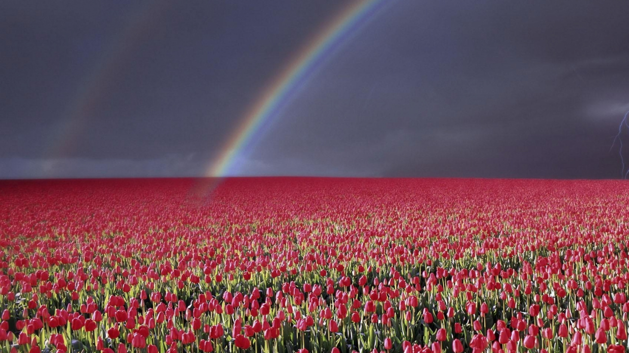 Обои Радуга, луг, экорегион, Цветочный сад, цветник в разрешении 1280x720