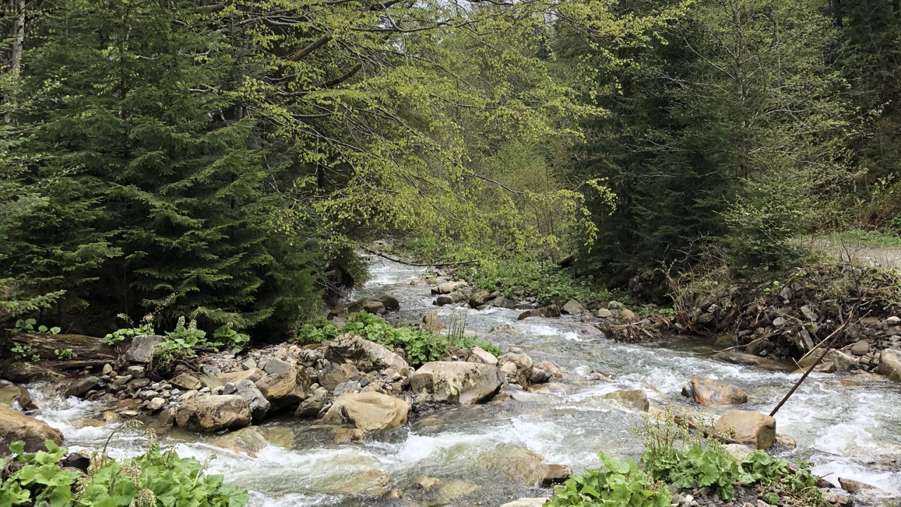 Обои Карпаты, дикая местность, вода, окружающая среда, русло ручья в разрешении 1280x720