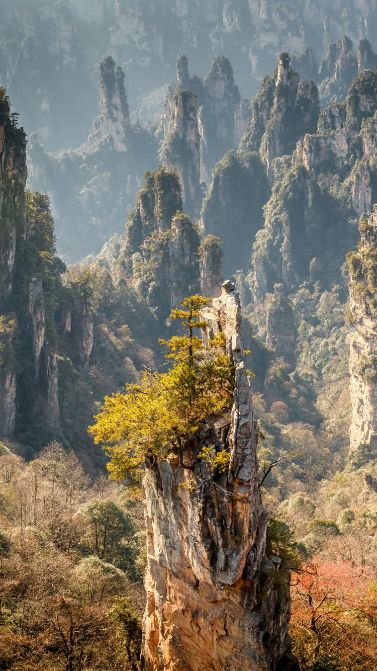 Обои национальный парк, парк, природа, растительность, дерево в разрешении 750x1334