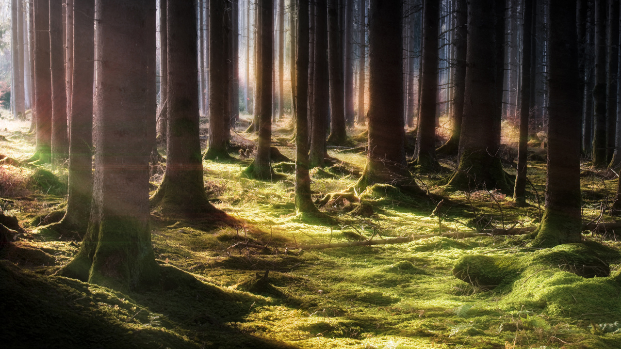 Обои природа, лес, дерево, ель, лесистая местность в разрешении 1280x720