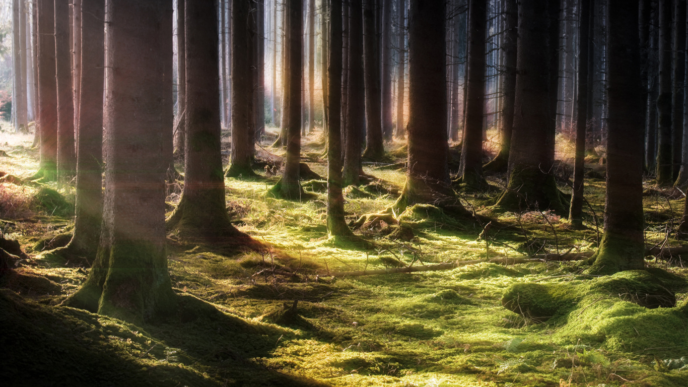 Обои природа, лес, дерево, ель, лесистая местность в разрешении 1366x768