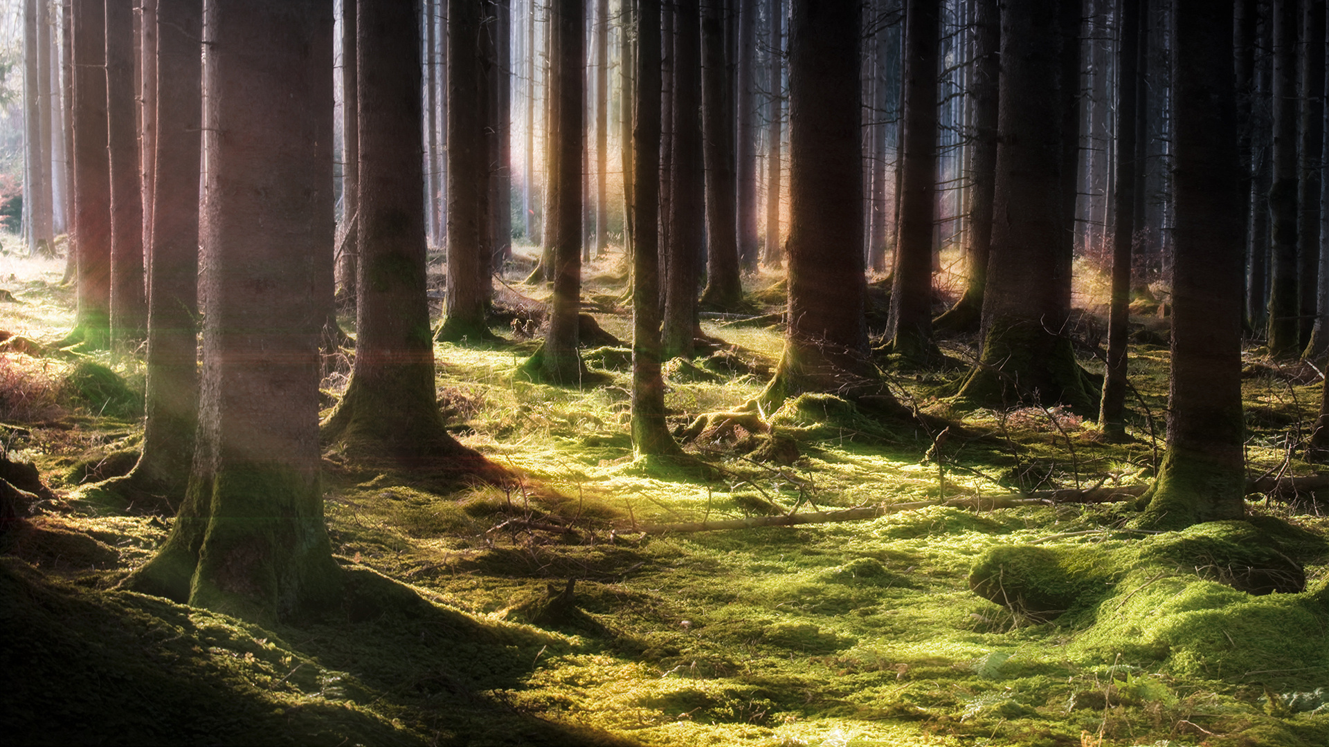 Обои природа, лес, дерево, ель, лесистая местность в разрешении 1920x1080