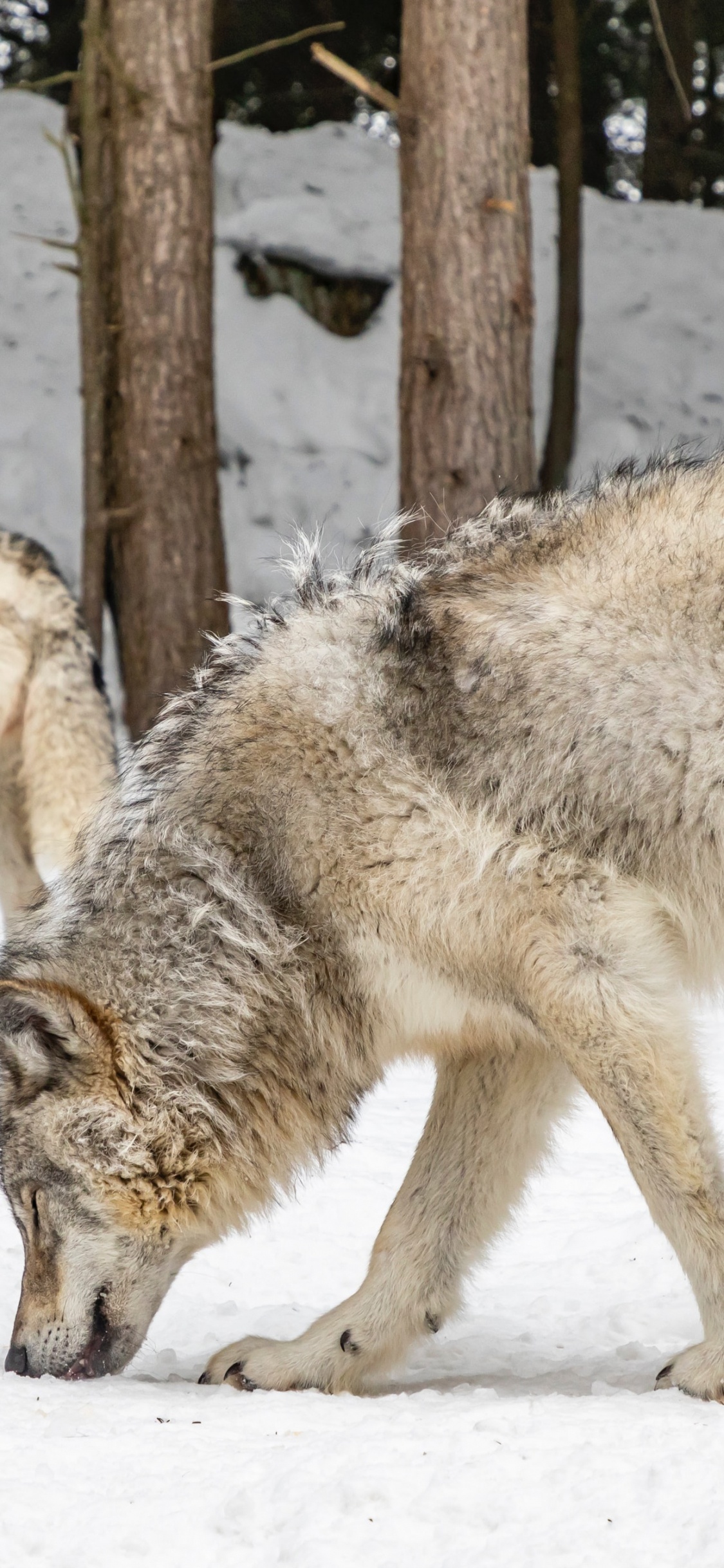 Обои койот кингстон онтарио, Койот, пес, снег, собака породы в разрешении 1125x2436