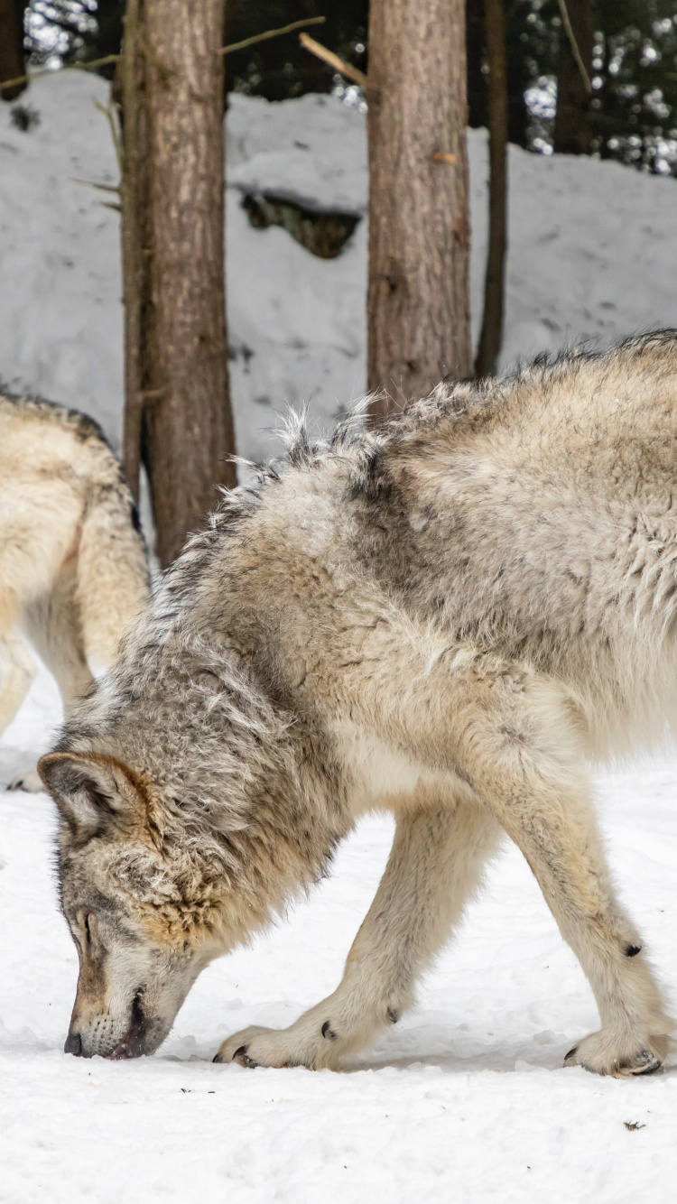 Обои койот кингстон онтарио, Койот, пес, снег, собака породы в разрешении 750x1334