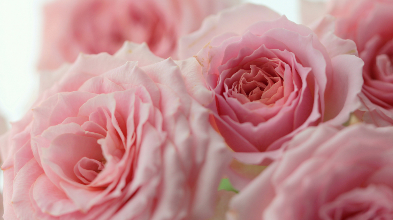 Обои сад роз, цветок, сад, Роза, цветковое растение в разрешении 1366x768