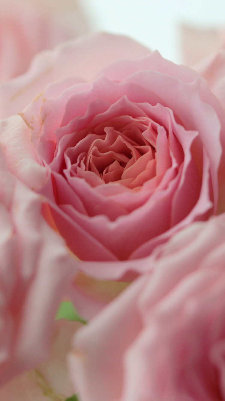 Обои сад роз, цветок, сад, Роза, цветковое растение в разрешении 750x1334