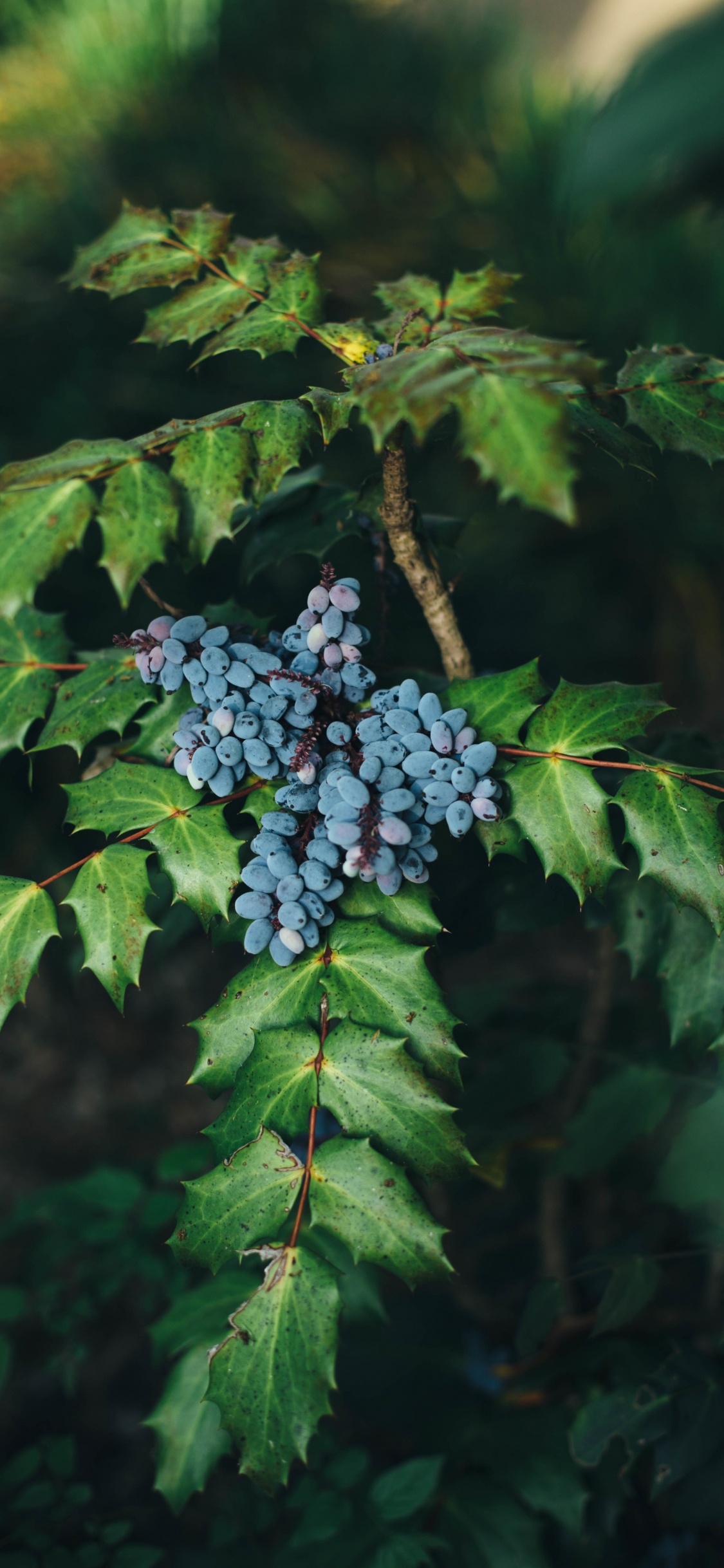 Обои Черника, фрукты, растение, дерево, лист в разрешении 1125x2436