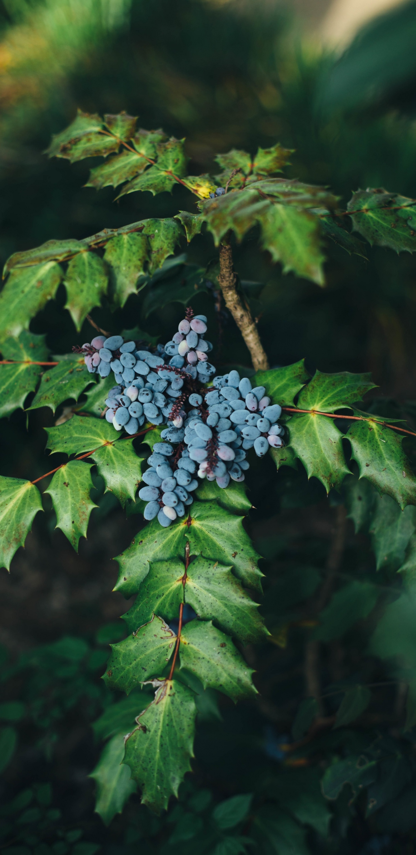 Обои Черника, фрукты, растение, дерево, лист в разрешении 1440x2960