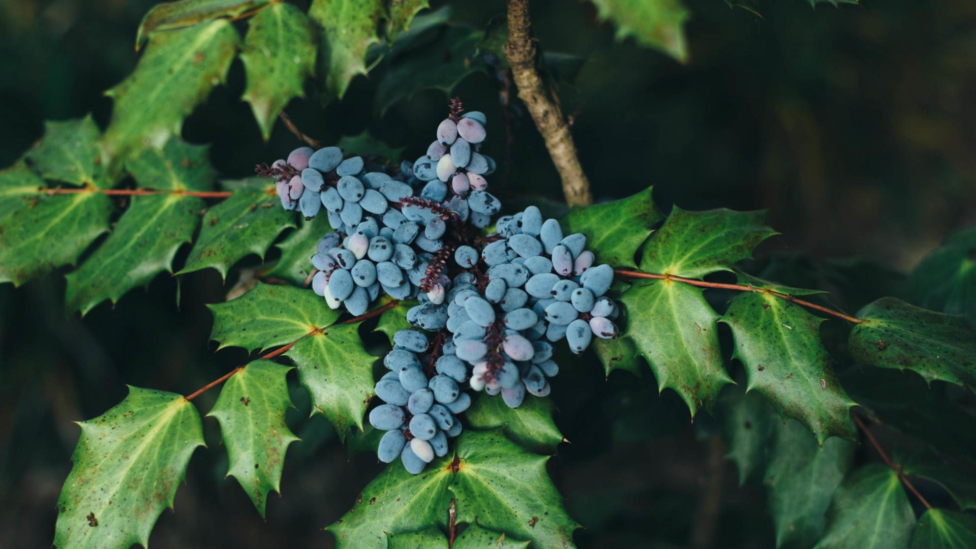 Обои Черника, фрукты, растение, дерево, лист в разрешении 1920x1080