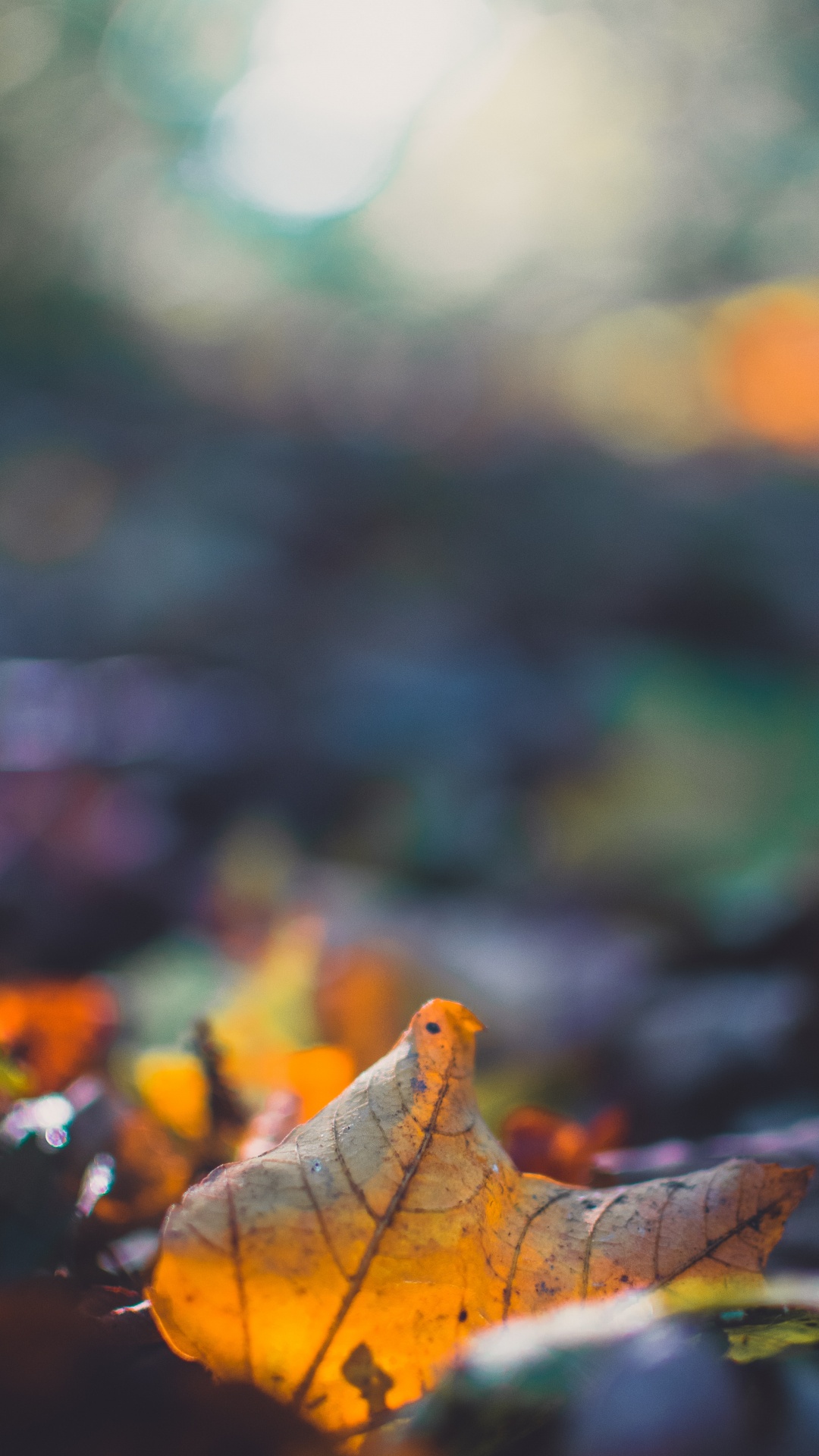 Обои лист, природа, растение, небо, крупный план в разрешении 1080x1920