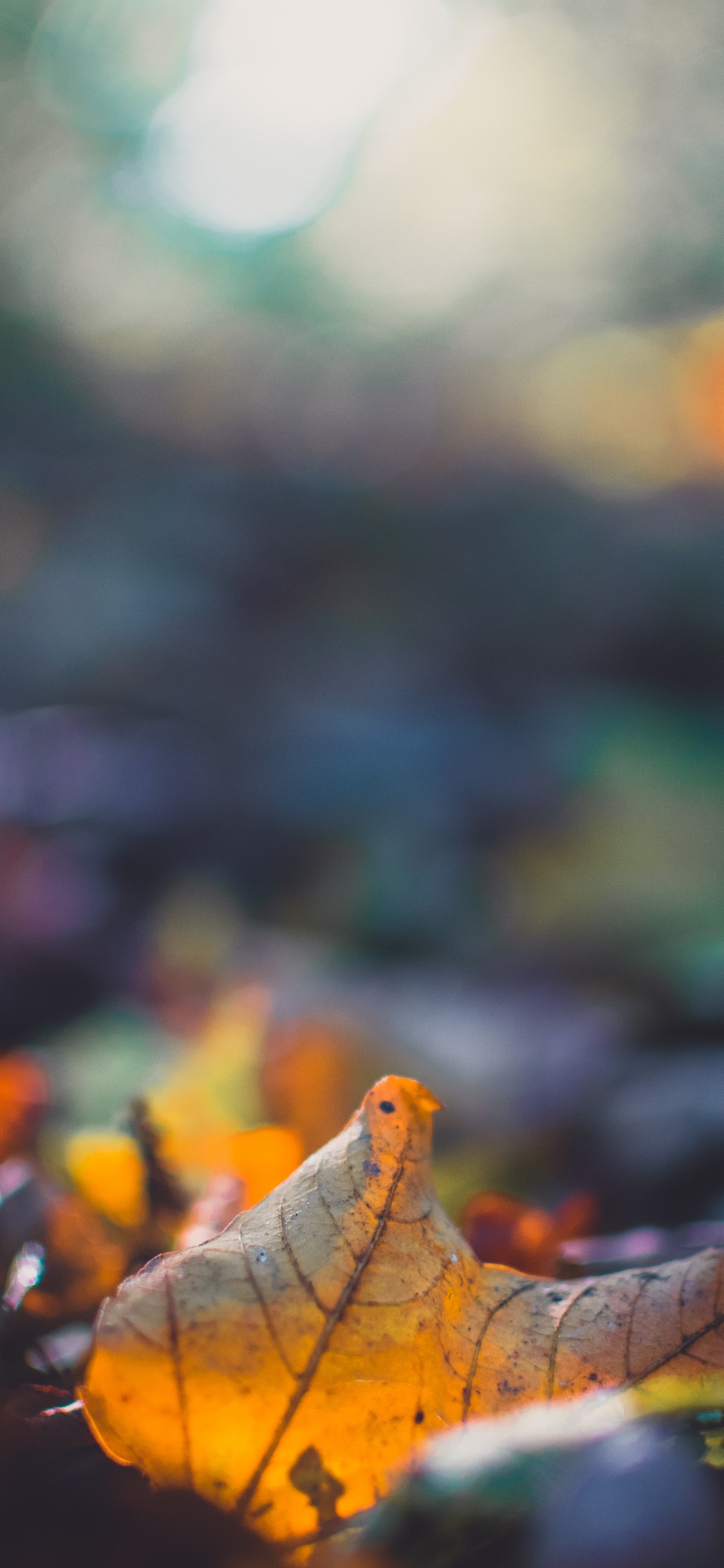 Обои лист, природа, растение, небо, крупный план в разрешении 1125x2436