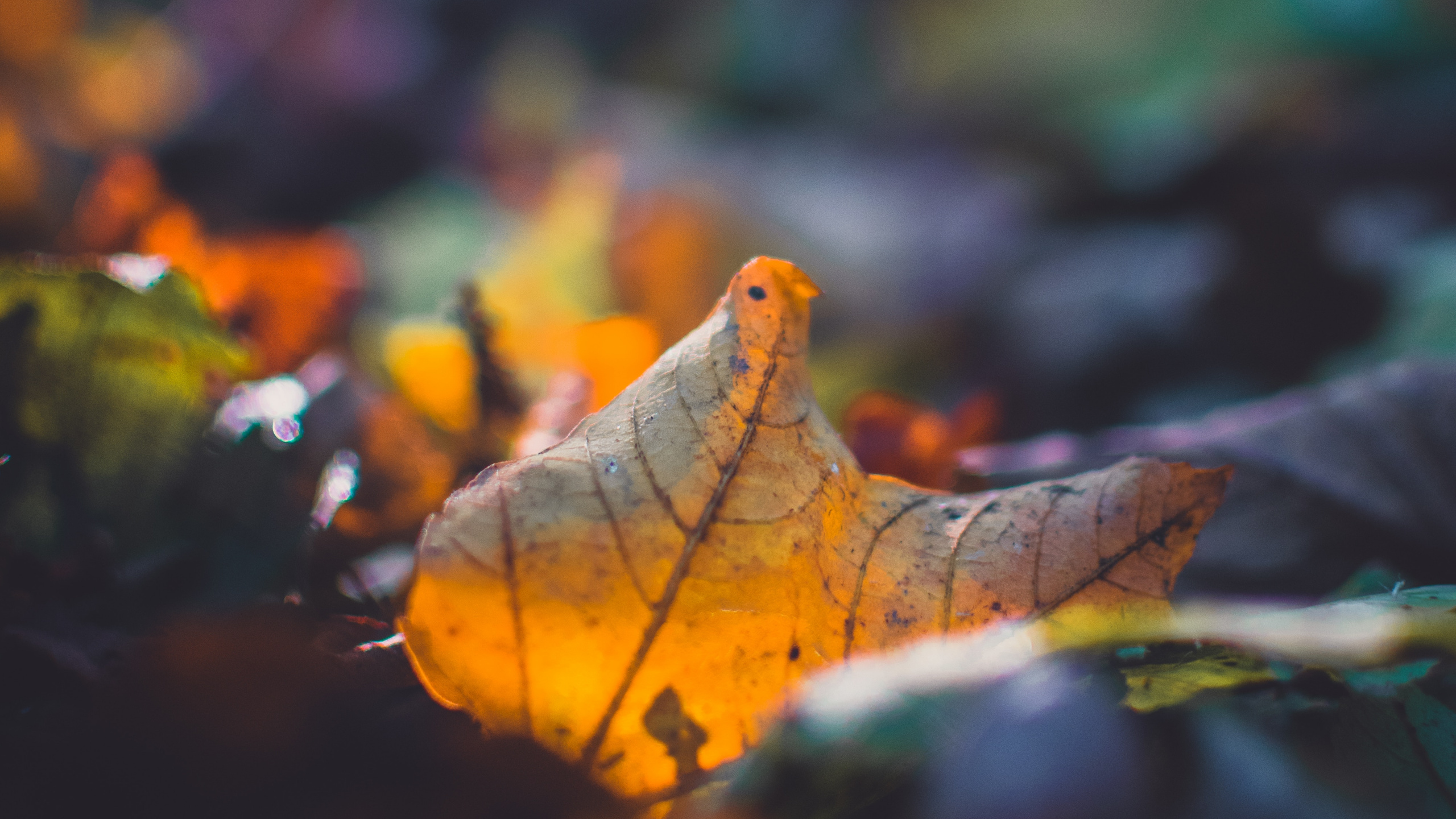 Обои лист, природа, растение, небо, крупный план в разрешении 2560x1440