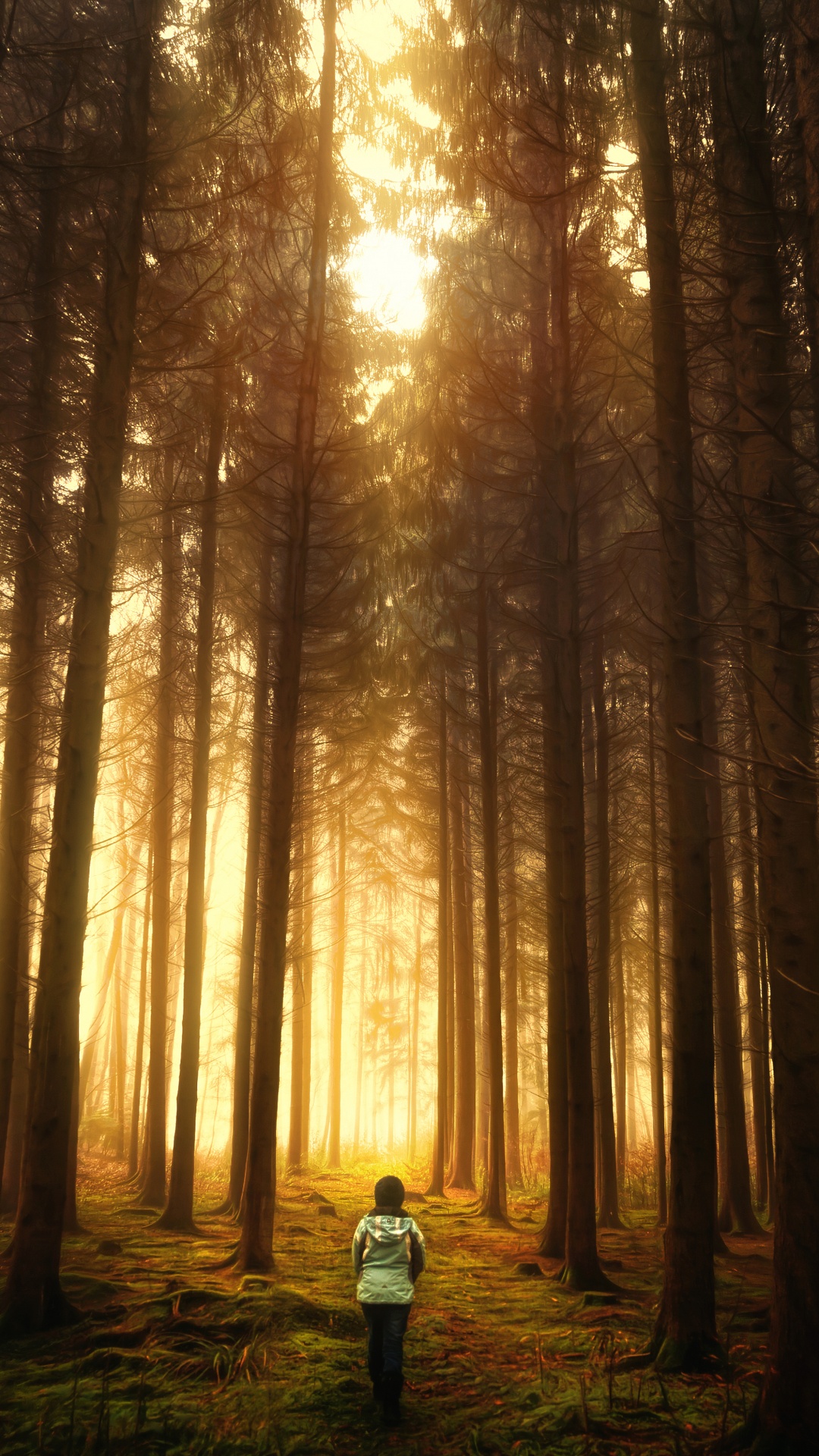 Обои лес, дерево, природа, лесистая местность, солнечный свет в разрешении 1080x1920