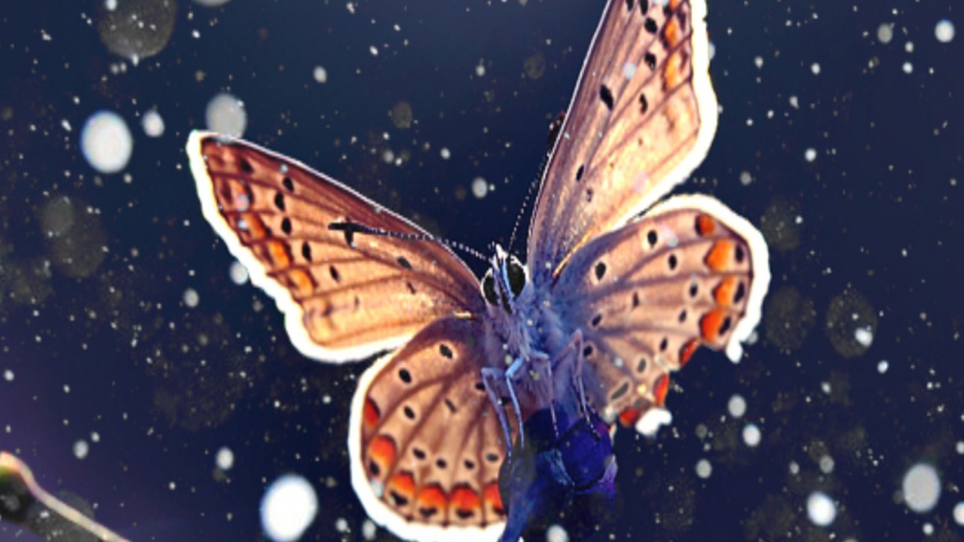 Обои насекомое, бабочка, мотыльки и бабочки, беспозвоночных, lycaenid в разрешении 1920x1080
