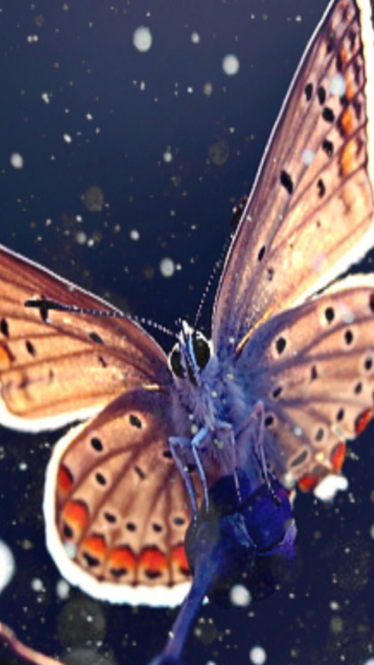 Обои насекомое, бабочка, мотыльки и бабочки, беспозвоночных, lycaenid в разрешении 750x1334