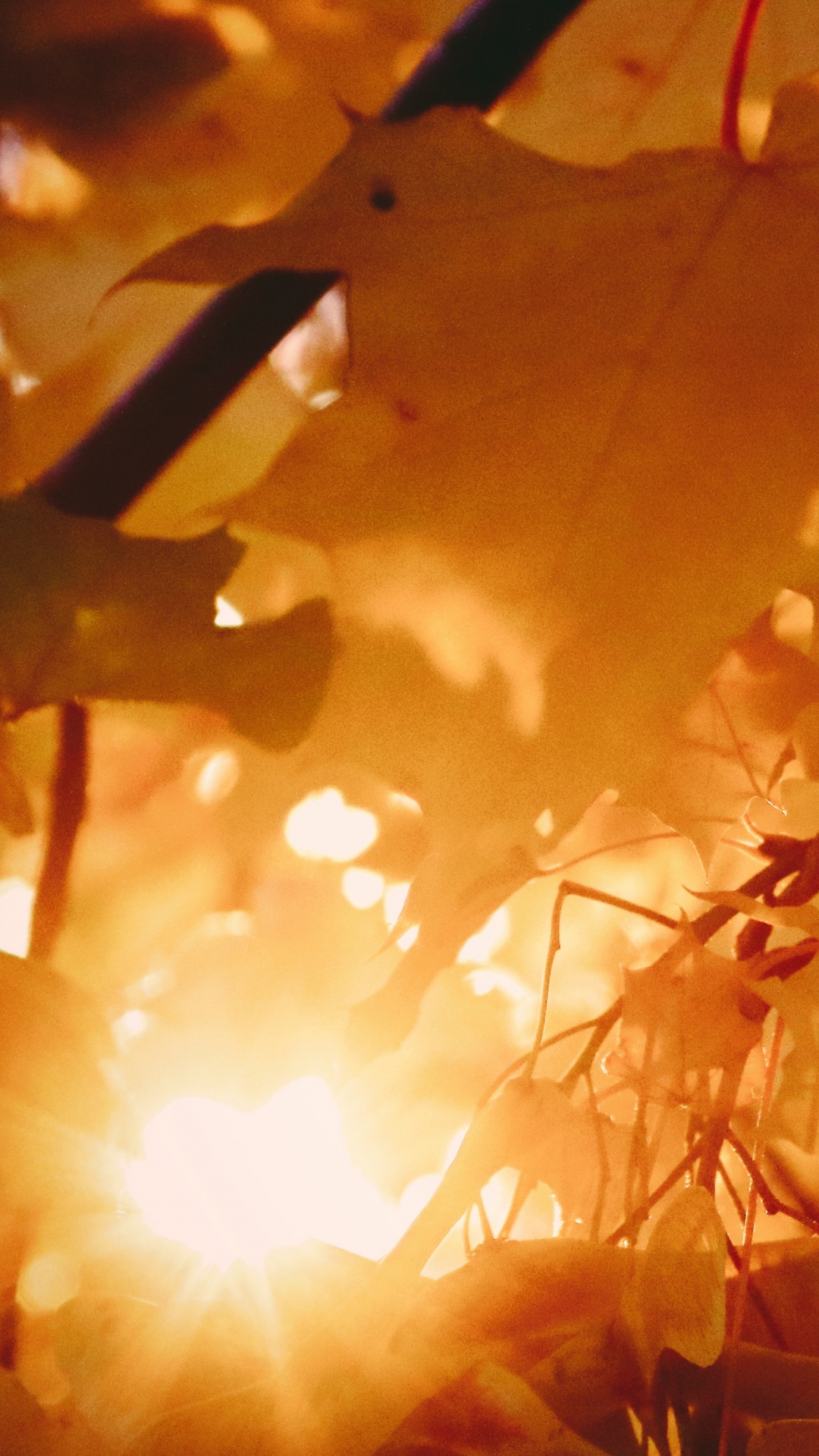 Обои осень, телефон, яблоко, коричневый цвет, Янтарь в разрешении 1080x1920