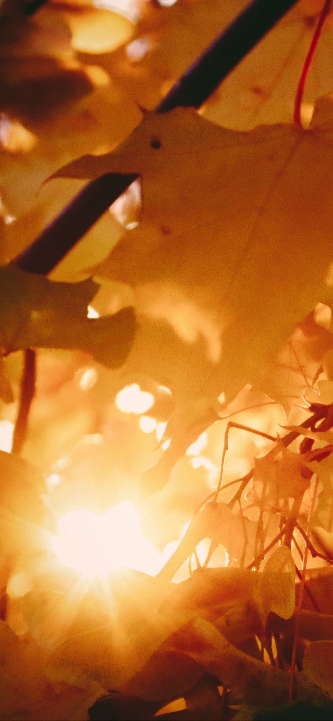 Обои осень, телефон, яблоко, коричневый цвет, Янтарь в разрешении 1125x2436