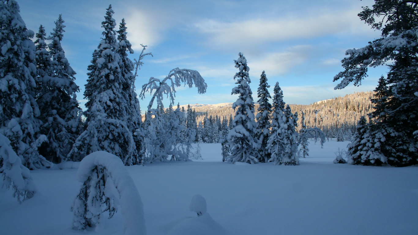 Обои снег, пейзажная живопись, пейзаж, зима, дерево в разрешении 1366x768