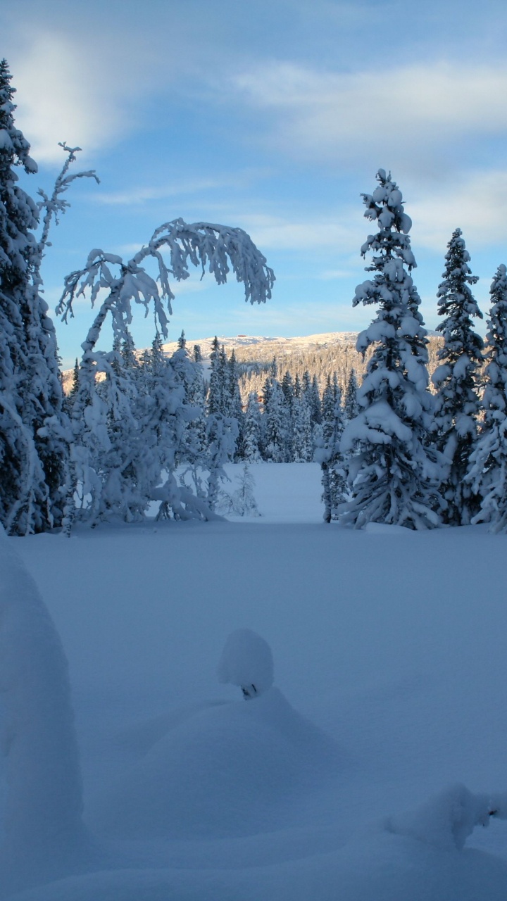 Обои снег, пейзажная живопись, пейзаж, зима, дерево в разрешении 720x1280