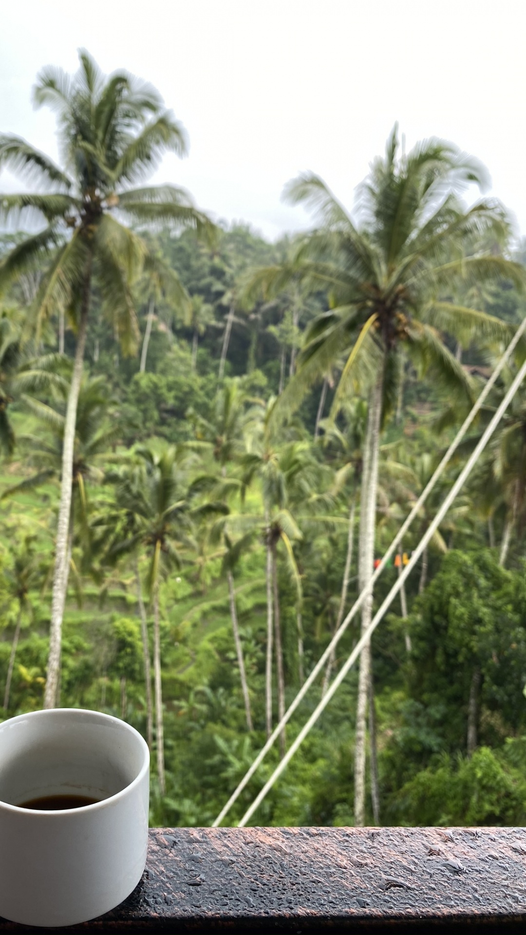 Обои Кокос, чашка, растительность, serveware, кофейная чашка в разрешении 1080x1920