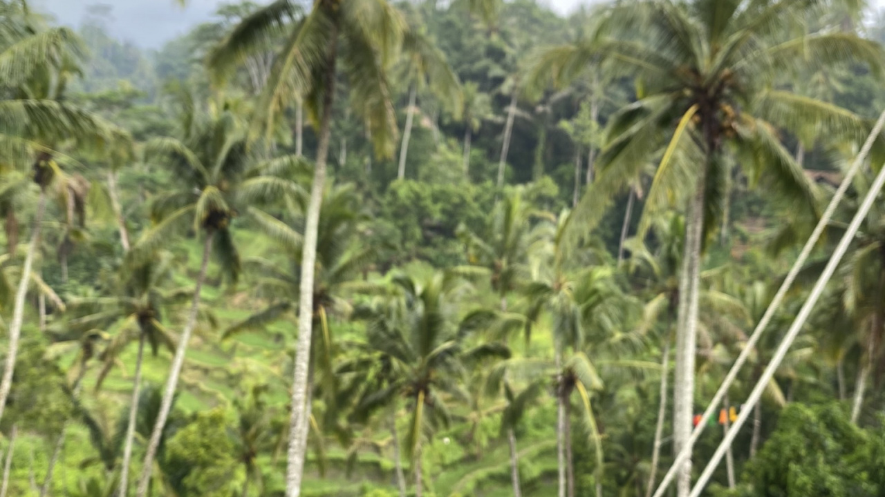 Обои Кокос, чашка, растительность, serveware, кофейная чашка в разрешении 1280x720