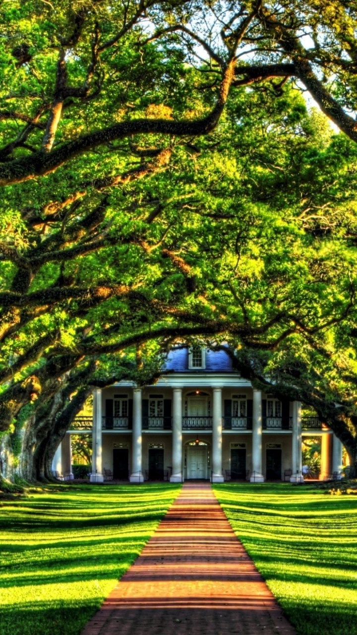 Обои дерево, природа, лист, древесные растения, растение в разрешении 720x1280