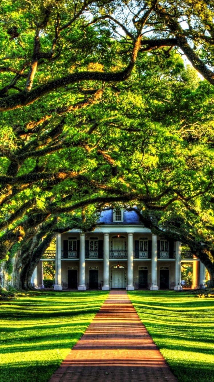 Обои дерево, природа, лист, древесные растения, растение в разрешении 750x1334