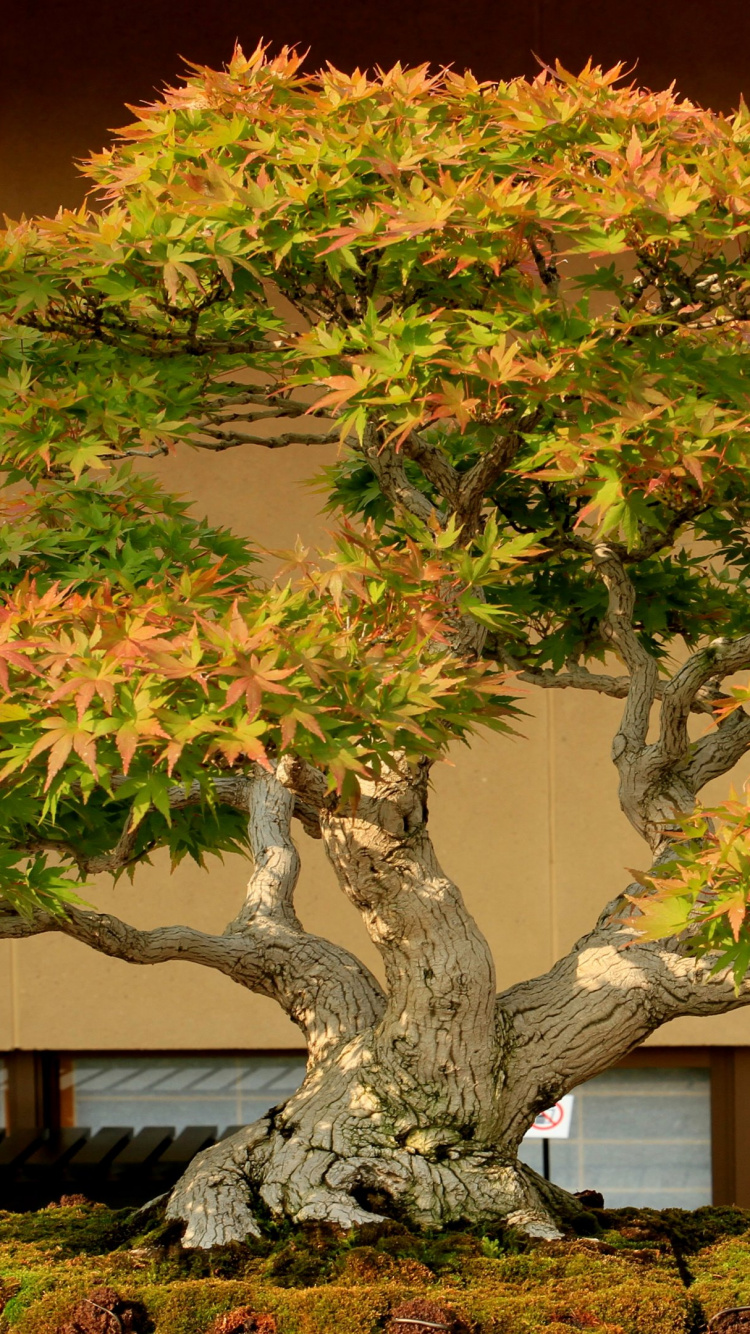 Обои бонсай, дерево, комнатное растение, растение, завод в разрешении 750x1334