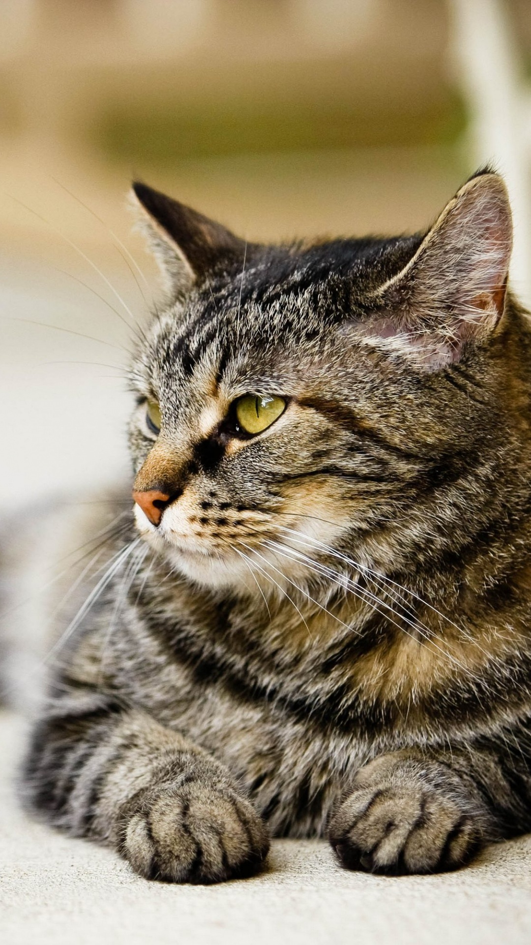 Обои кот, пес, бакенбарды, кошачьих, полосатый кот в разрешении 1080x1920