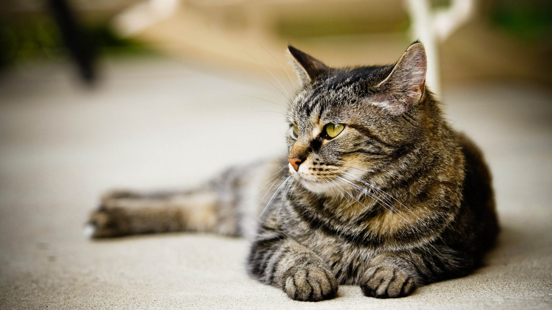 Обои кот, пес, бакенбарды, кошачьих, полосатый кот в разрешении 1920x1080