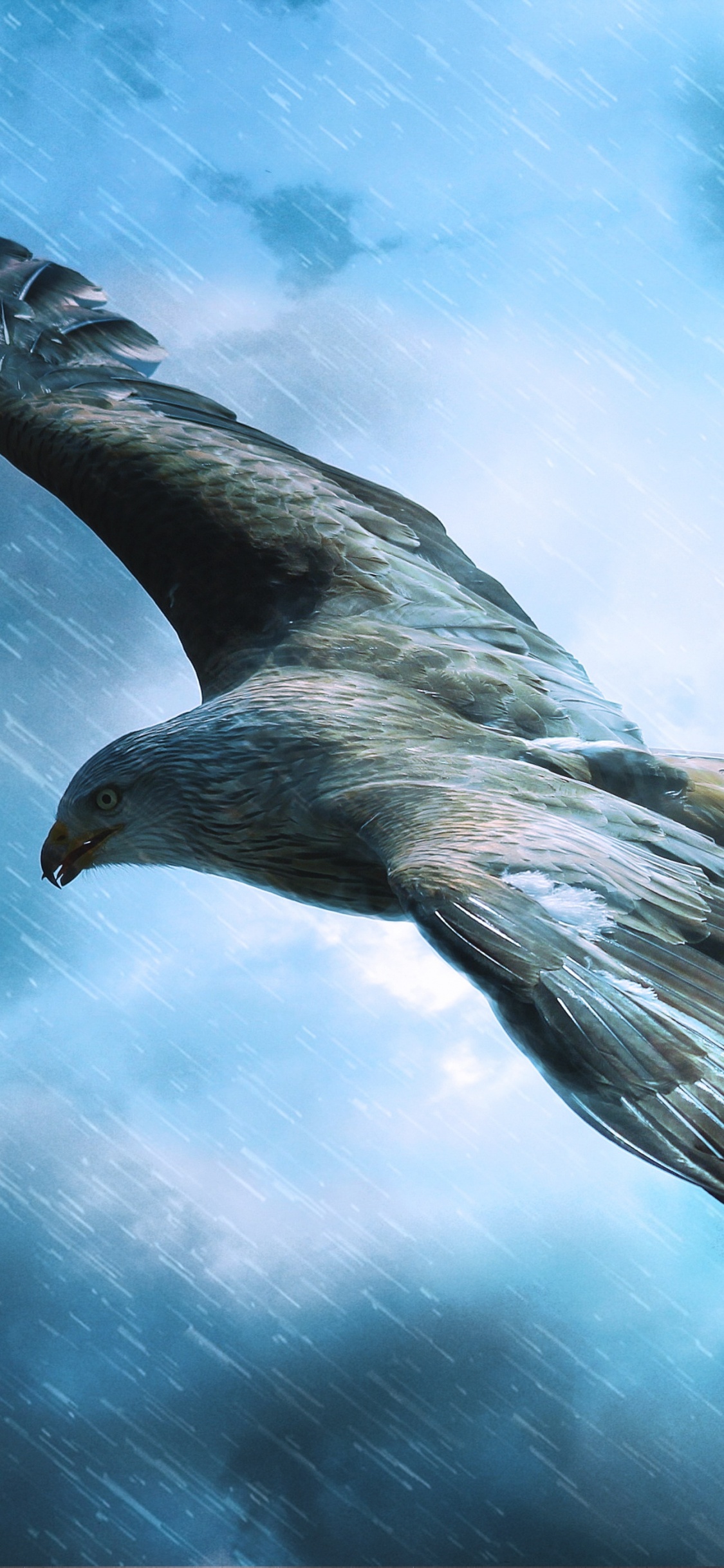 Обои хищная птица, полет, Орел, птица, клюв в разрешении 1125x2436