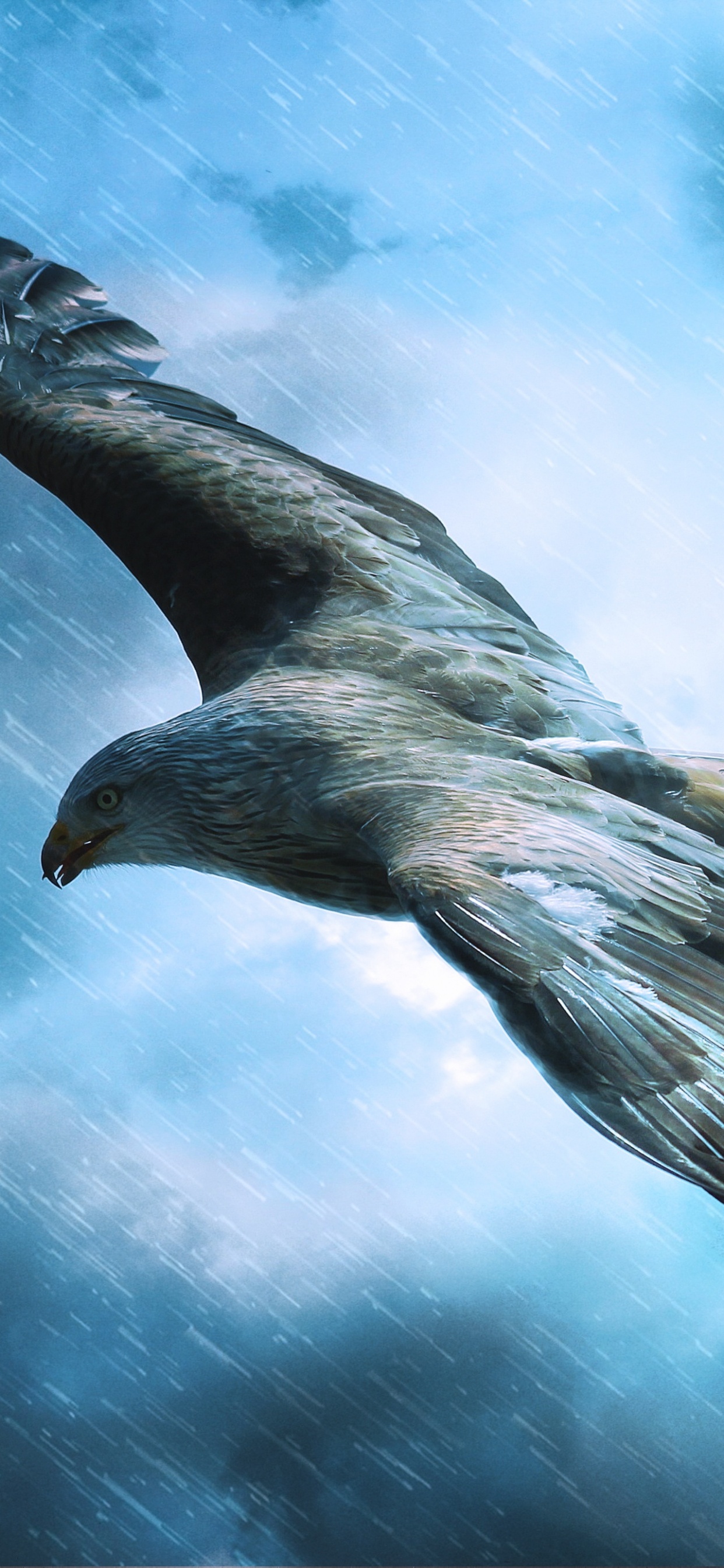 Обои хищная птица, полет, Орел, птица, клюв в разрешении 1242x2688