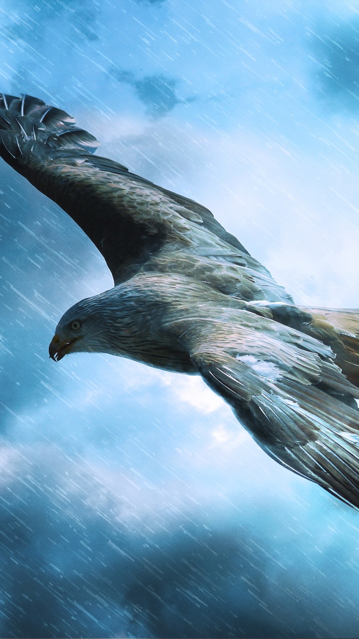 Обои хищная птица, полет, Орел, птица, клюв в разрешении 720x1280