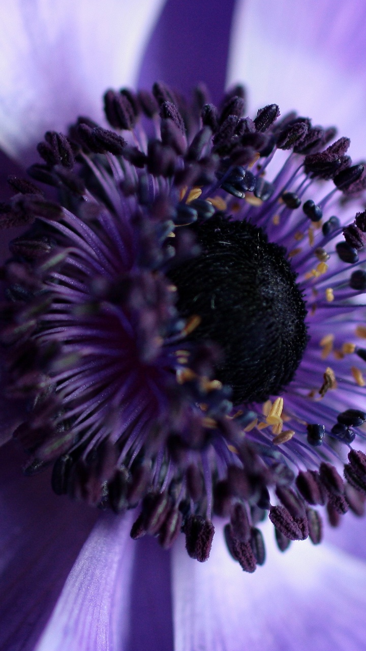 Обои цветок, растение, пурпур, опылитель, лепесток в разрешении 720x1280