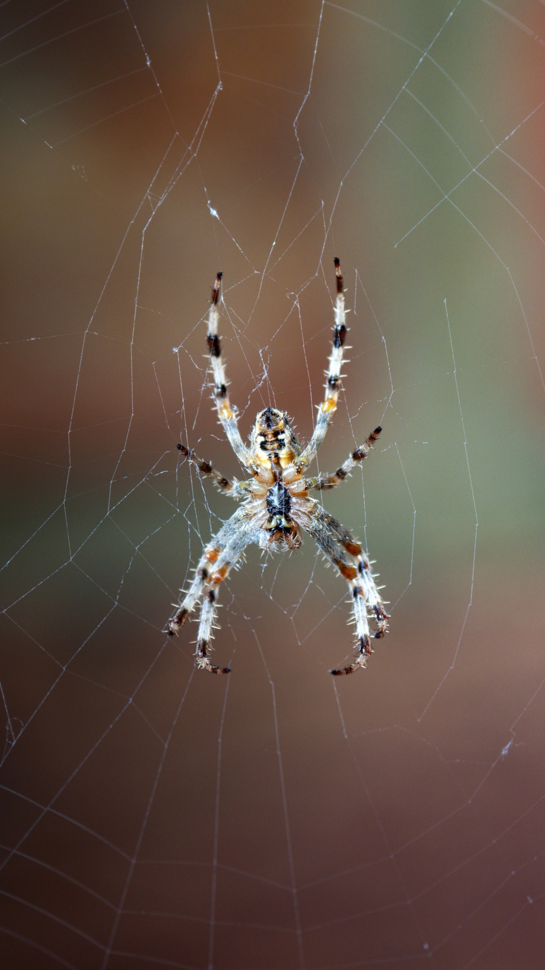 Обои паутина, европейский садовый паук, паук, овинный паук, Orb Уивер паук в разрешении 1080x1920