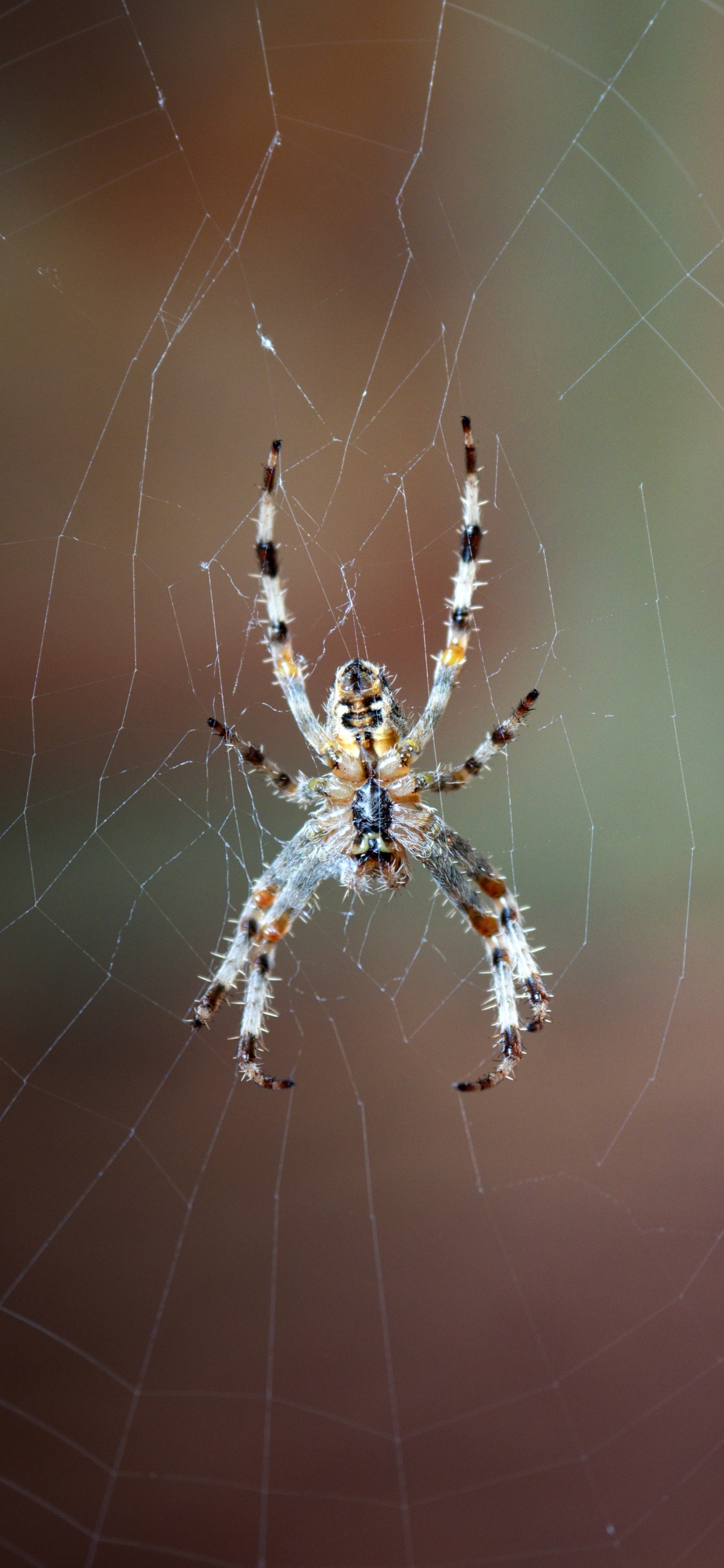 Обои паутина, европейский садовый паук, паук, овинный паук, Orb Уивер паук в разрешении 1125x2436