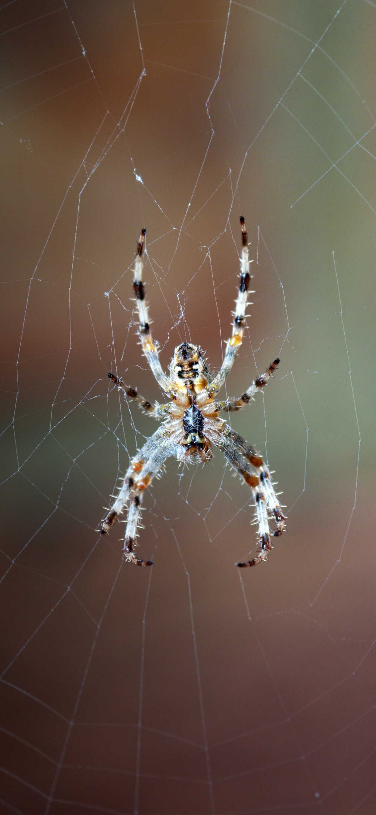 Обои паутина, европейский садовый паук, паук, овинный паук, Orb Уивер паук в разрешении 1242x2688