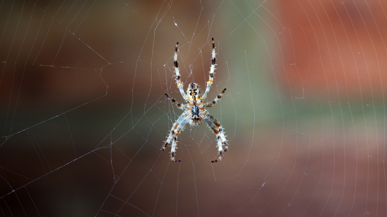 Обои паутина, европейский садовый паук, паук, овинный паук, Orb Уивер паук в разрешении 1280x720