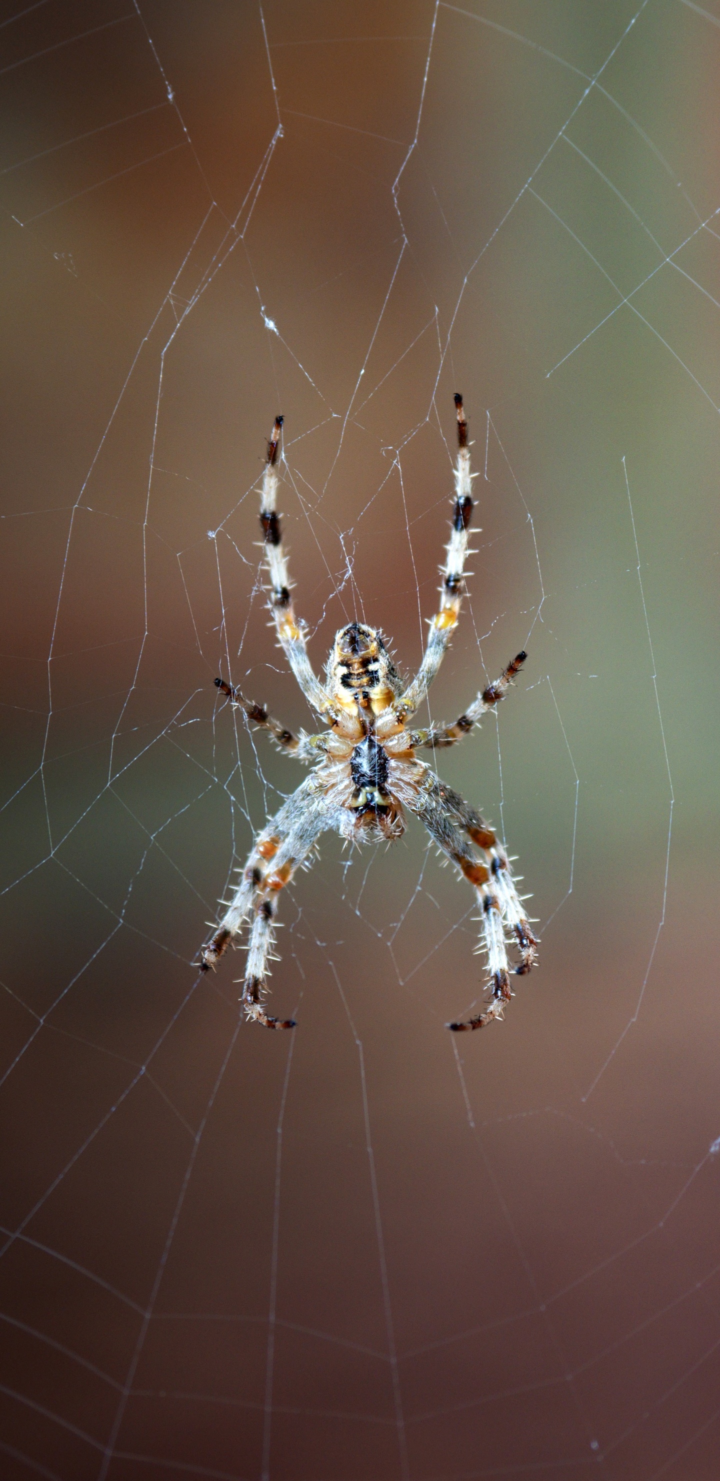 Обои паутина, европейский садовый паук, паук, овинный паук, Orb Уивер паук в разрешении 1440x2960