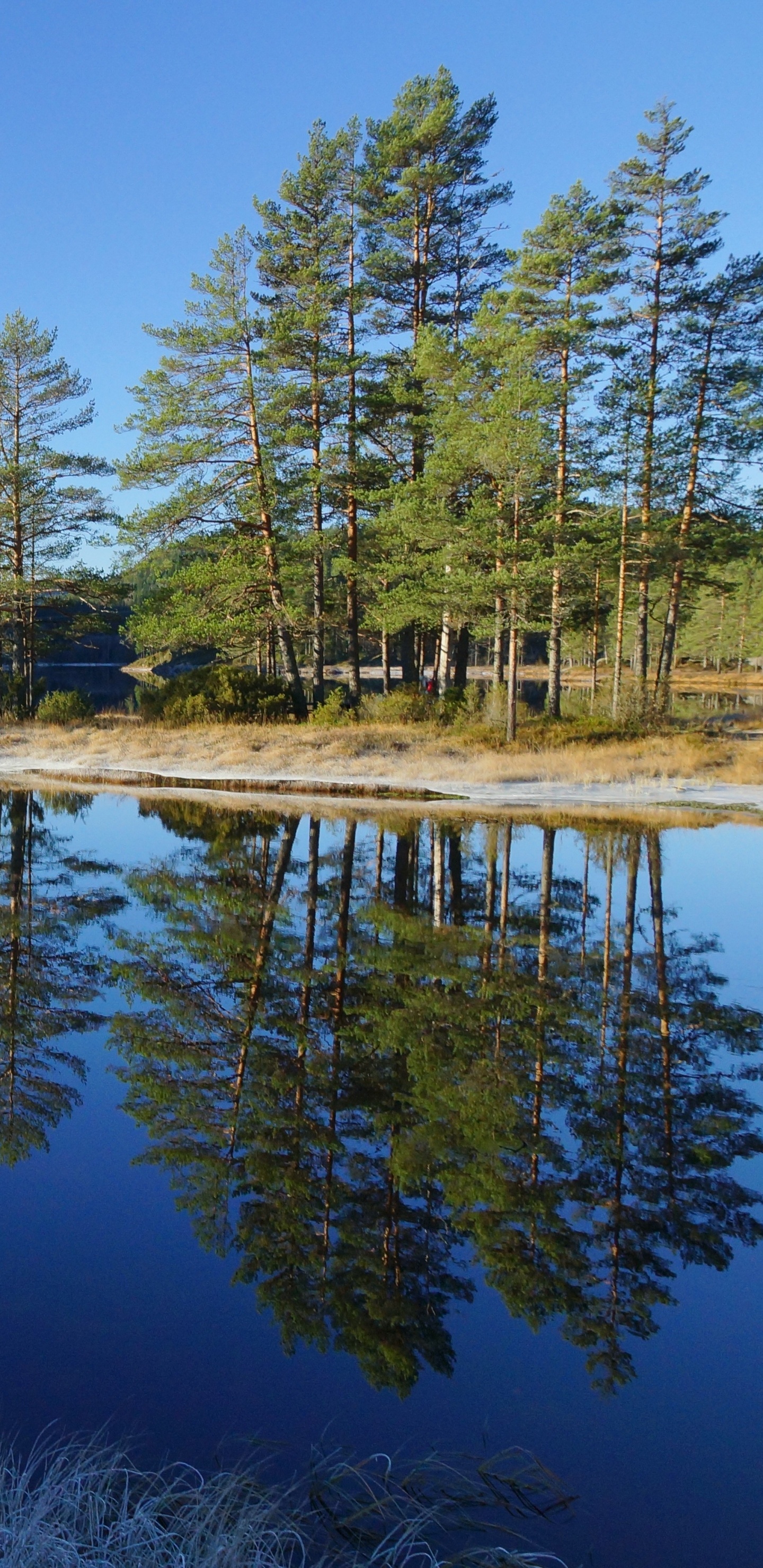 Обои отражение, водоем, природный ландшафт, природа, вода в разрешении 1440x2960