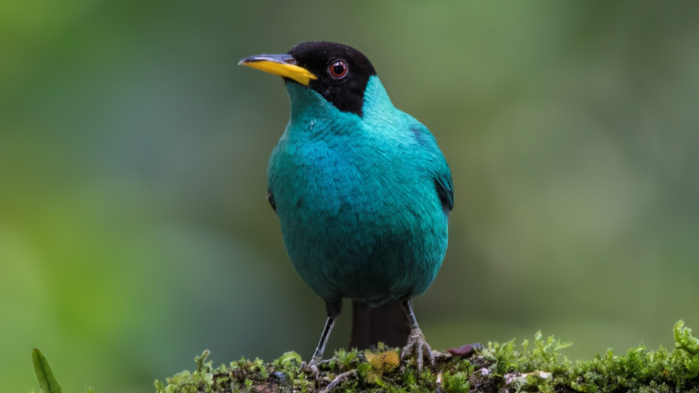 Обои Танагры, Общие Блэкберд, Танагры-медососы, Зеленый honeycreeper, клюв в разрешении 1366x768