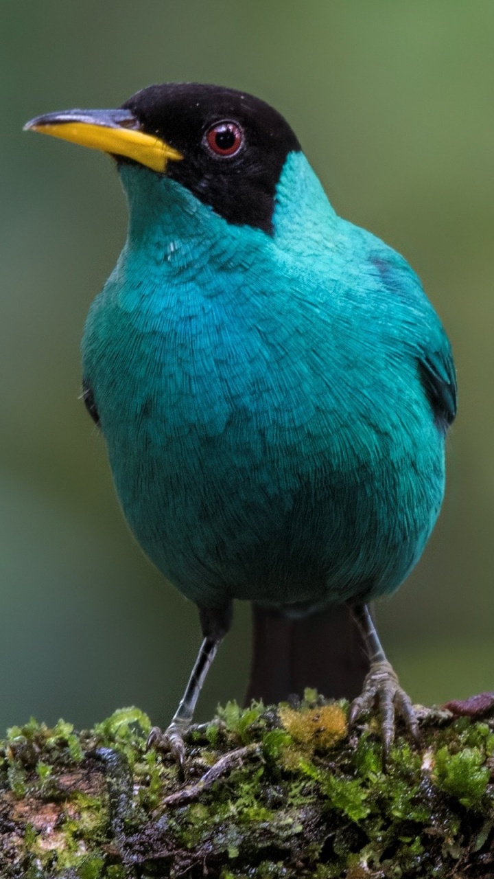 Обои Танагры, Общие Блэкберд, Танагры-медососы, Зеленый honeycreeper, клюв в разрешении 720x1280