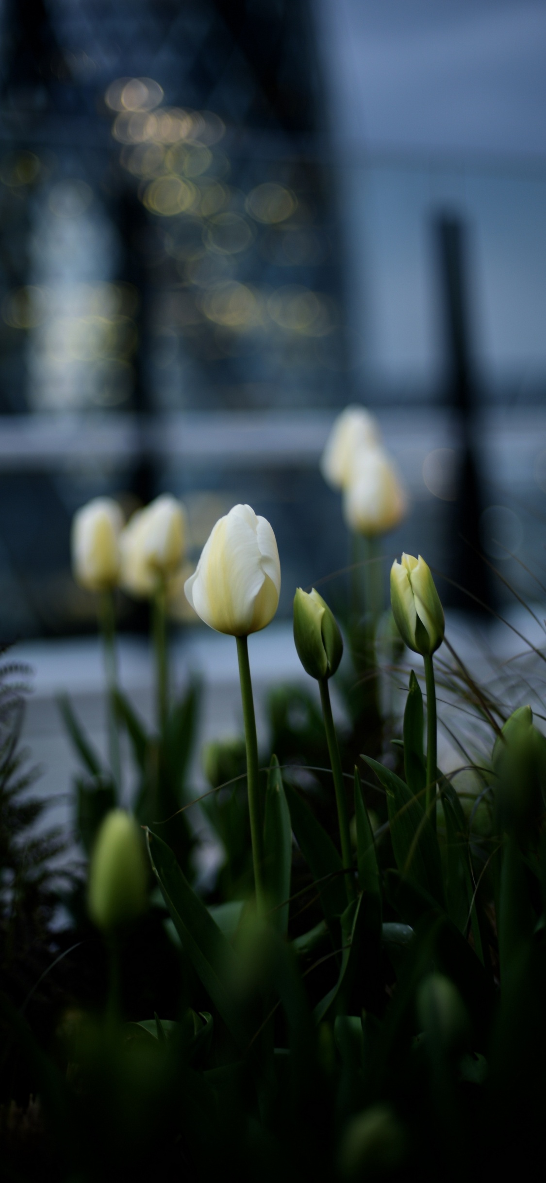 Обои тюльпаны, цветок, растение, лепесток, пейзаж в разрешении 1125x2436