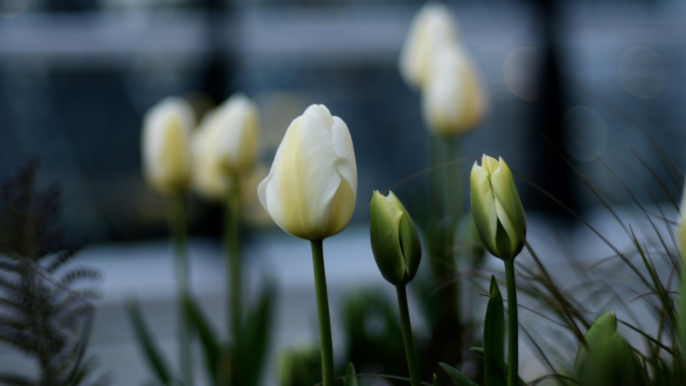 Обои тюльпаны, цветок, растение, лепесток, пейзаж в разрешении 1366x768