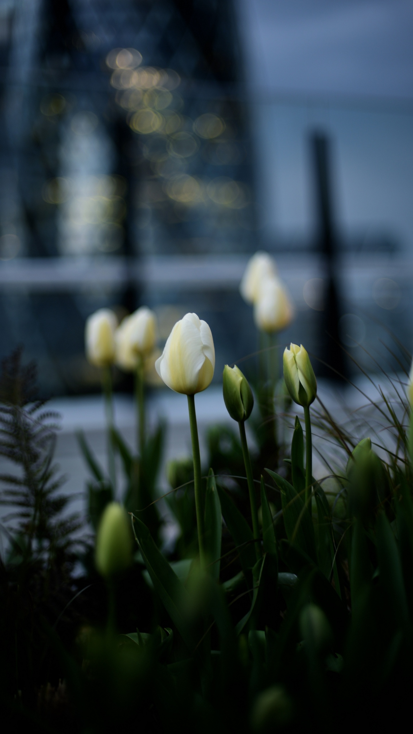 Обои тюльпаны, цветок, растение, лепесток, пейзаж в разрешении 1440x2560