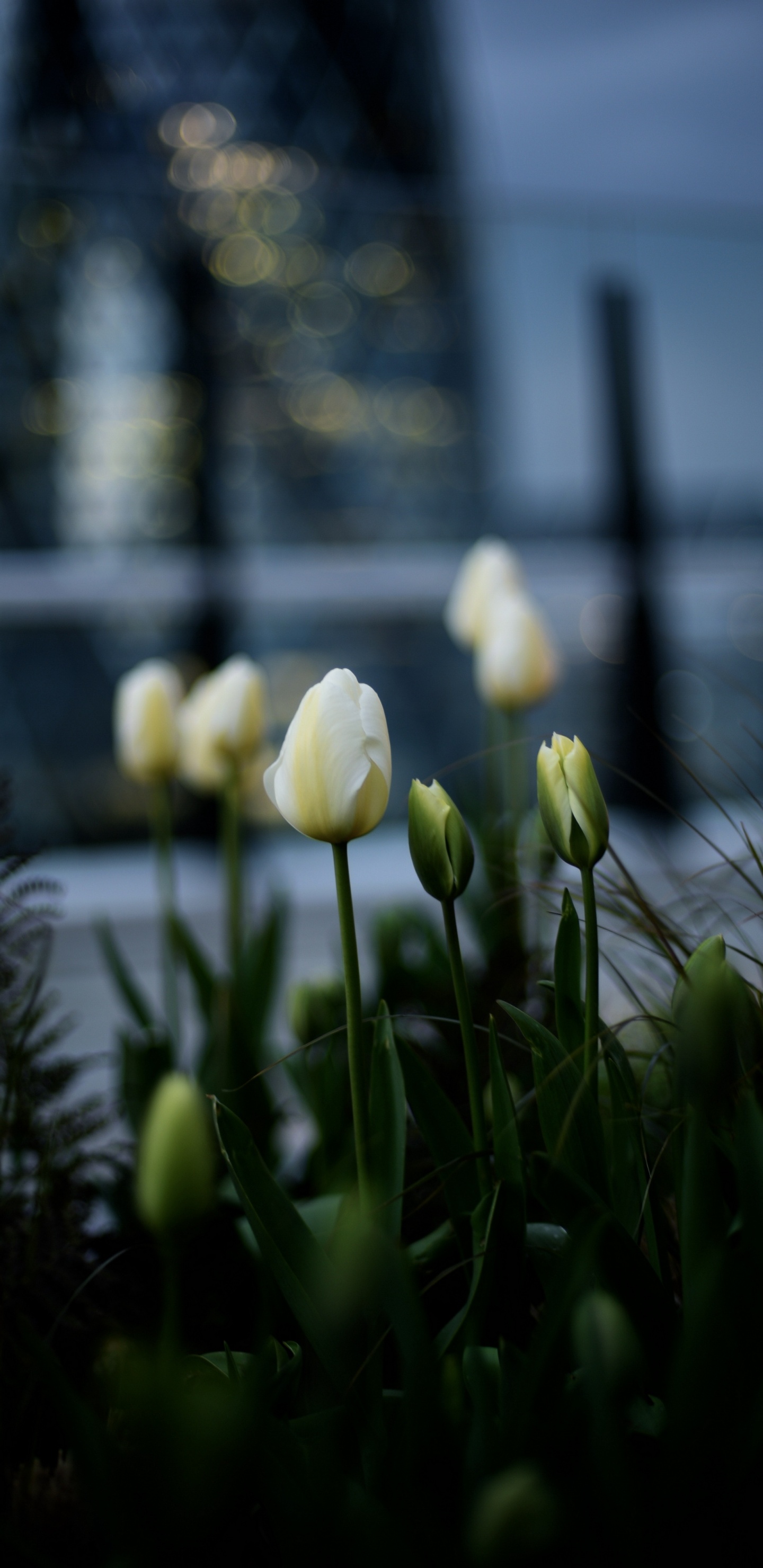 Обои тюльпаны, цветок, растение, лепесток, пейзаж в разрешении 1440x2960