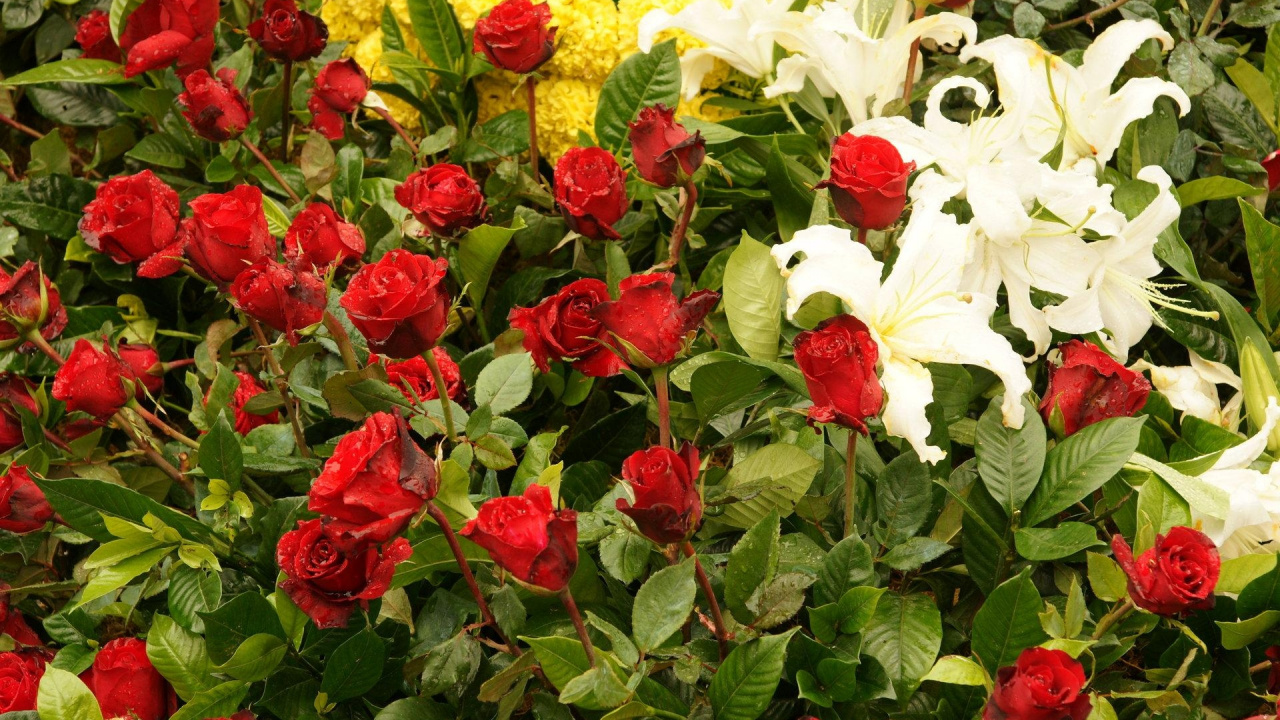 Обои Роза, цветковое растение, растение, флорибунда, сад роз в разрешении 1280x720