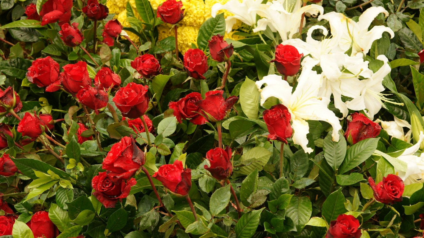 Обои Роза, цветковое растение, растение, флорибунда, сад роз в разрешении 1366x768
