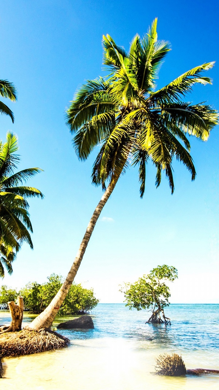 Обои море, пляж, пальмовые рощи, тропическая зона, океан в разрешении 720x1280
