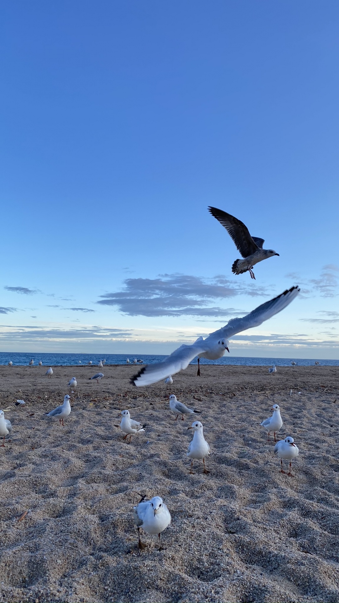 Обои Чайка, вода, физика, наука, птица в разрешении 1080x1920